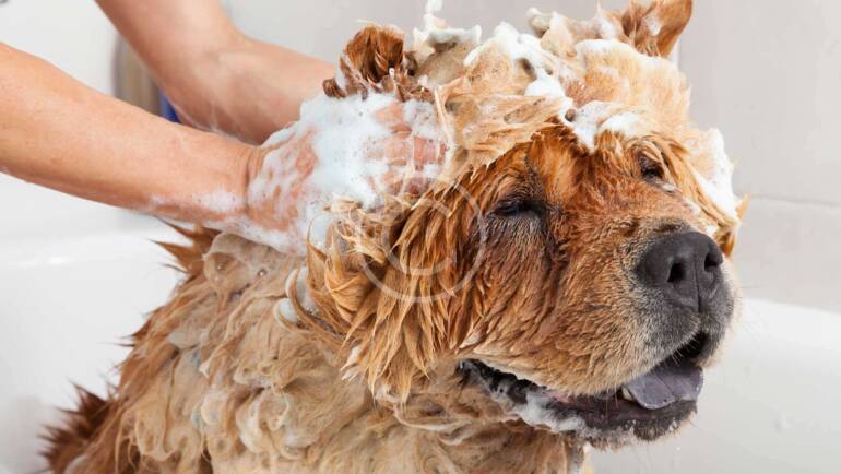 Breaking Down Dog Grooming Costs: What You Need to Know