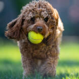 portrait-adorable-cavapoo-dog-holding-tennis-ball-park-sunny-day-scaled.jpg